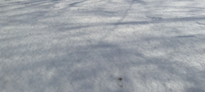 Blessed Thanksgiving!