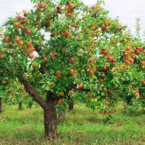 Apple-tree-with-fruit1